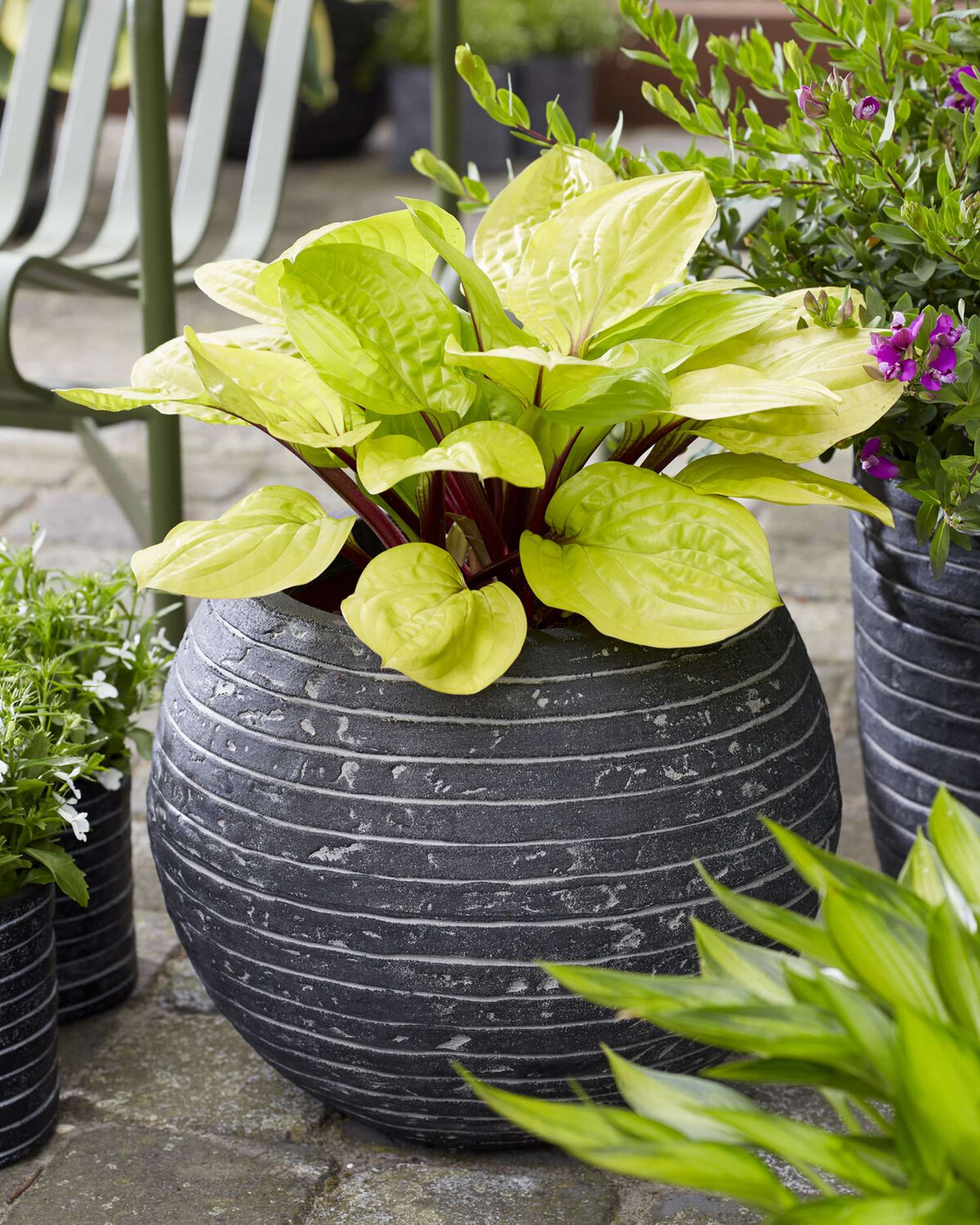 Hosta 'Lemon Snap'